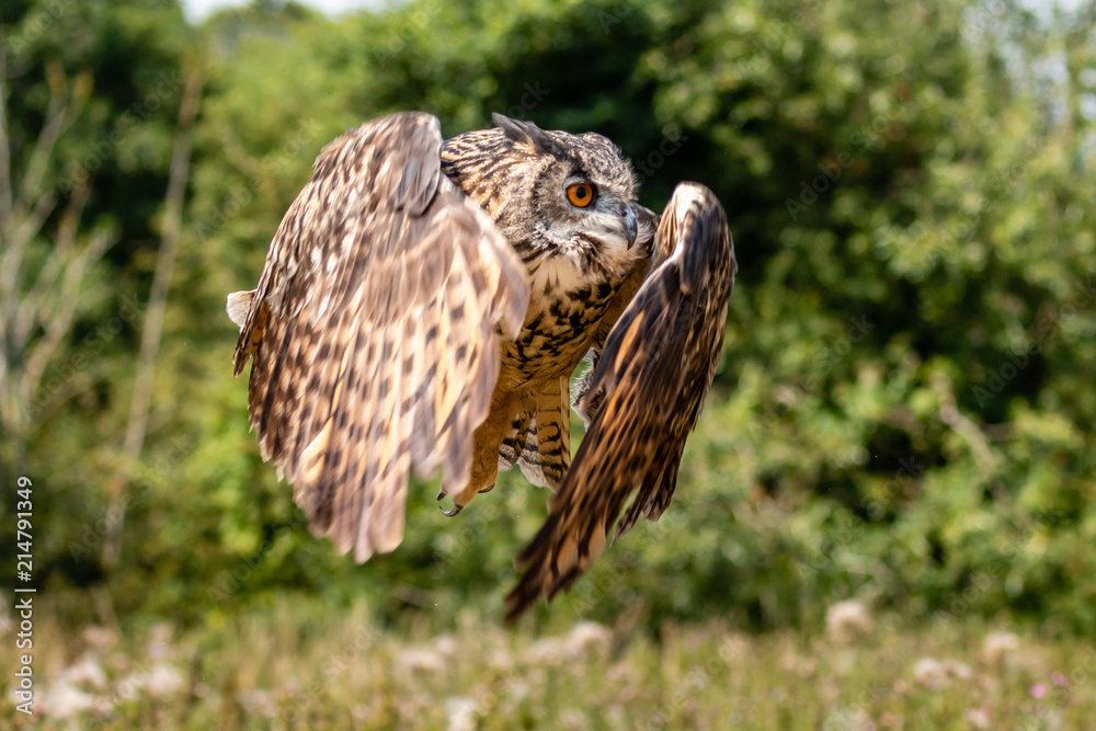 Fototapeta premium Huge, beautiful Eagle Owl flying low over a yellow field