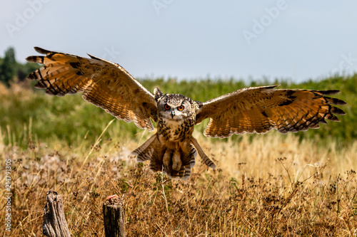 Huge, beautiful Eagle Owl flying low over a yellow field