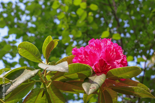 Fleur rose fuchsia de rhododendron photo