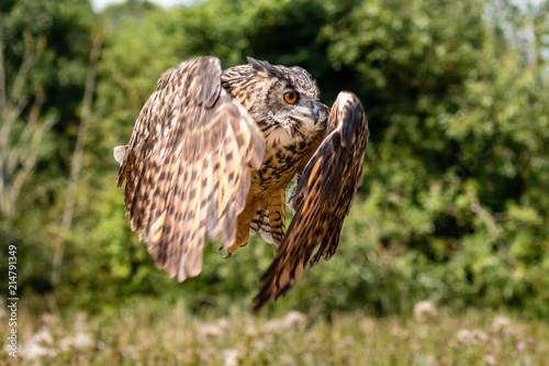 Huge, beautiful Eagle Owl flying low over a yellow field