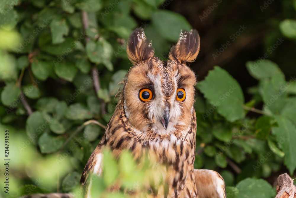 Beautiful Long-eared Owl sitting in a tree and dense foliage Beautiful Long-eared Owl sitting in a tree and dense foliage