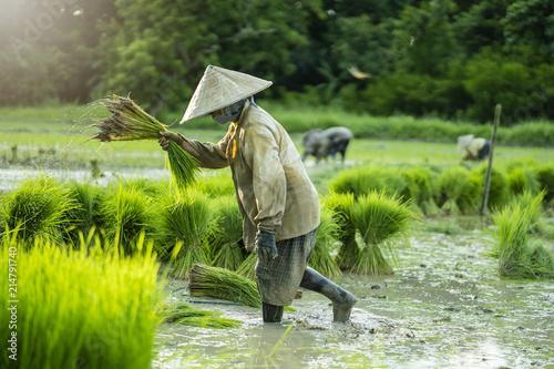 Thai farmer is working season in the rice fields.