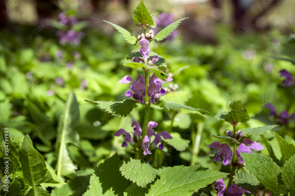 Lamium purpureum wild plant in the forest, rep purple flowering plant Lamium purpureum wild plant in the forest, rep purple flowering plant