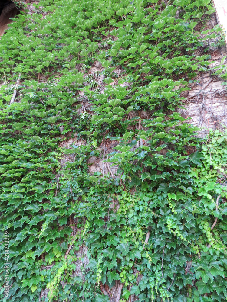 Fototapeta premium Ivy Climbing