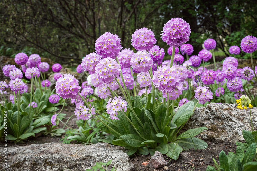 Fototapeta premium Blooming flower hydrangea ((Hydrángea) blossom on the flowerbed in the garden.