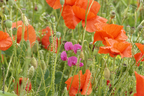 Fototapeta Naklejka Na Ścianę i Meble -  Mohnblumen mit Hauhechel