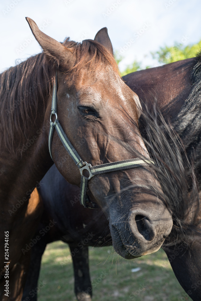 Obraz premium Two horses helping each others to chase away flies with their tails.