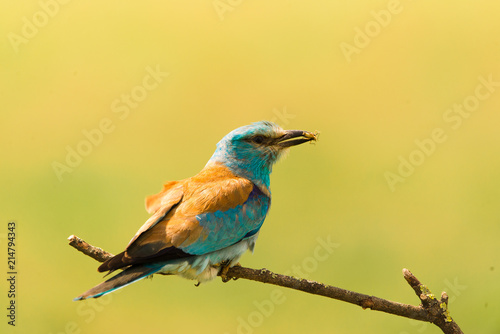 Colorful European roller on a branch © Creaturart