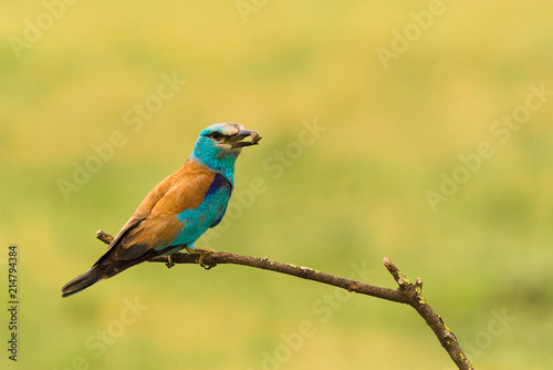 Colorful European roller on a branch © Creaturart