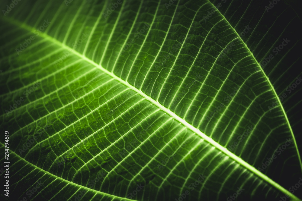 full frame large leaf full frame large leaf