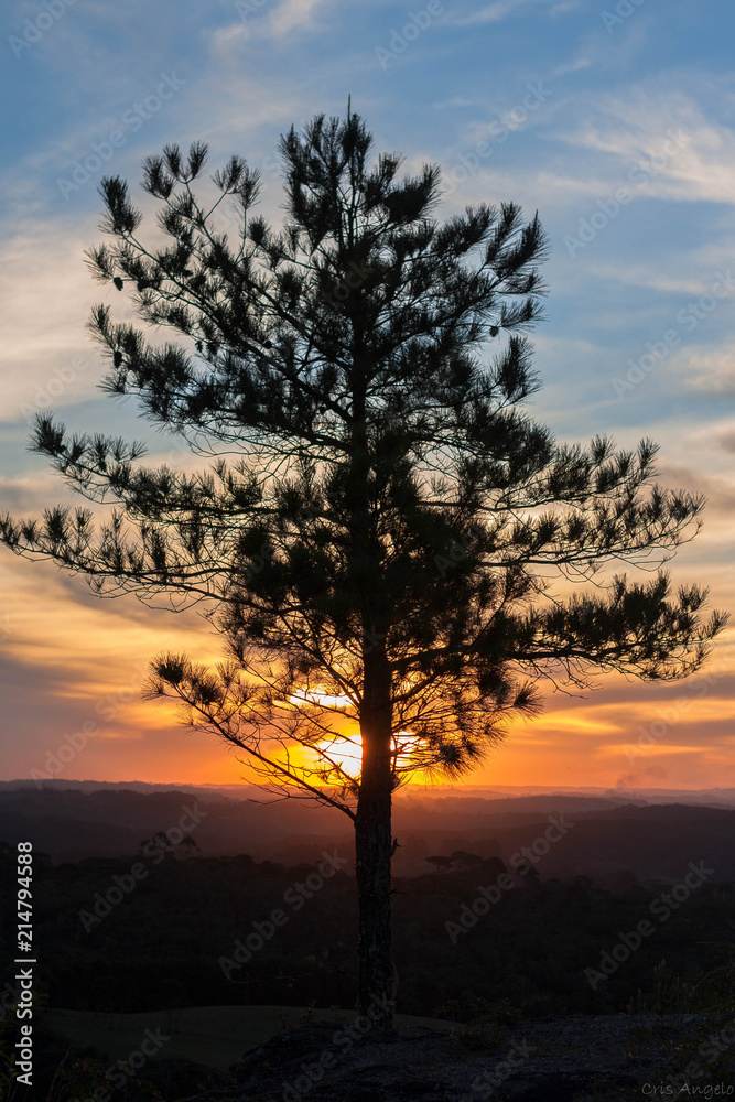 Fototapeta premium Pine