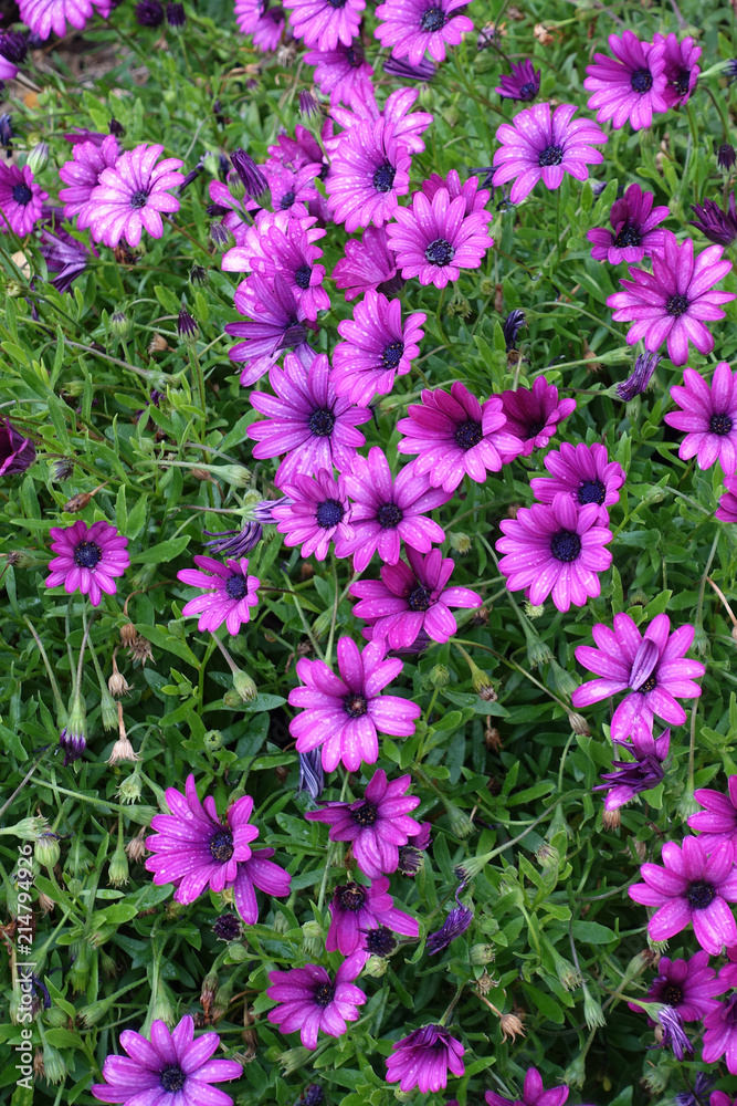 Lots of purple daisies Lots of purple daisies