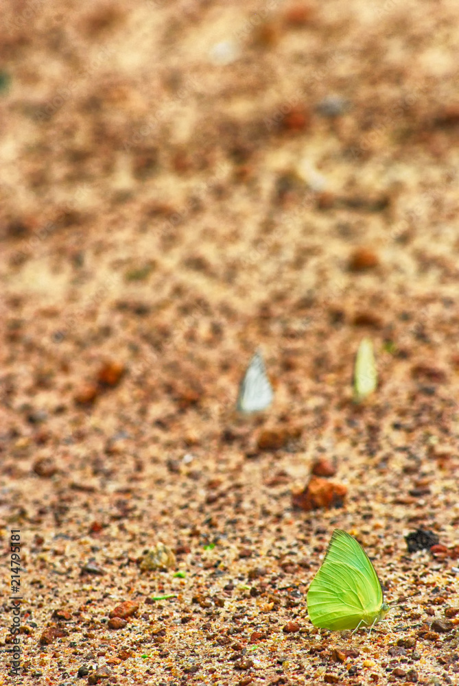 Beautiful butterfly standing on soil ground in nature, Pang Sida national park. Sa Kaeo Province, Thailand. Beautiful butterfly standing on soil ground in nature, Pang Sida national park. Sa Kaeo Province, Thailand.