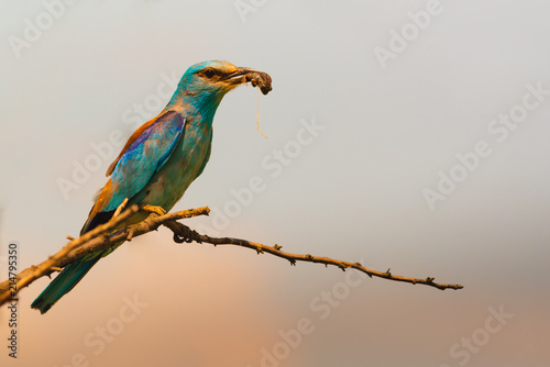 Colorful European roller on a branch