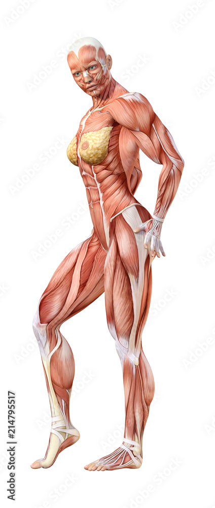 3D Rendering Female Anatomy Figure on White 3D Rendering Female Anatomy Figure on White