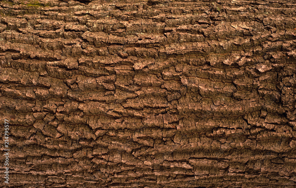 Relief texture of the brown bark of a tree with green moss on it. Horizontal photo of a tree bark texture. Relief creative texture of an old oak bark.