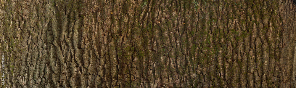 Embossed texture of the bark of oak. Panoramic photo of the oak texture. Embossed texture of the bark of oak. Panoramic photo of the oak texture.