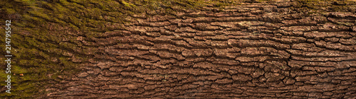 Fotografie, Obraz Embossed texture of the bark of oak