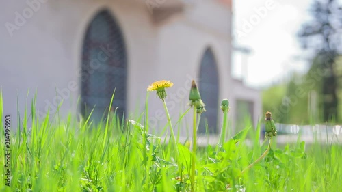 A yellow dandelon is growing in the grass. It's a nice day and there is a building in the background. photo