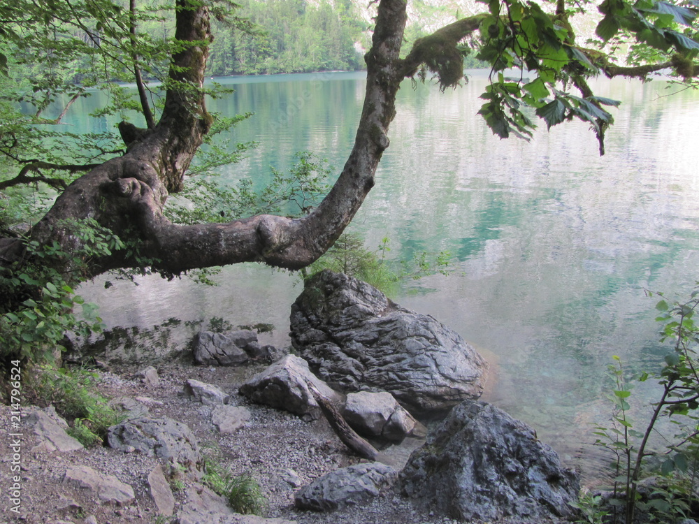 Summer landscape with a curved tree trunk, stones and a lake, Karelia