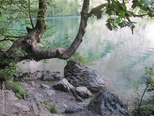 Summer landscape with a curved tree trunk  stones and a lake  Karelia