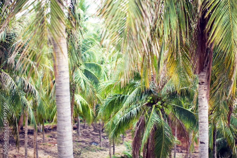 Coconut palm trees perspective view from floor high up Coconut palm trees perspective view from floor high up