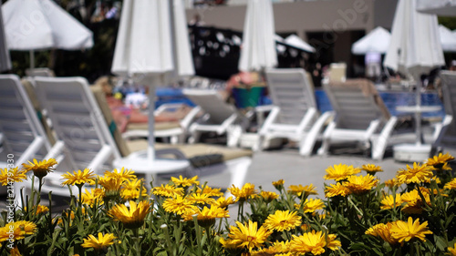 A yellow dandelion flower bed in the foreground. In the background, defocused people on sunbeds.