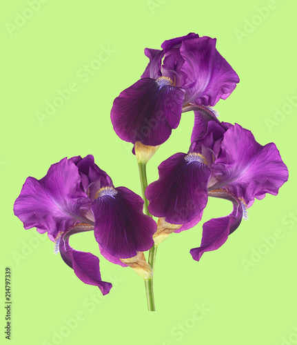 Fototapeta Naklejka Na Ścianę i Meble -  flower iris on a colored background