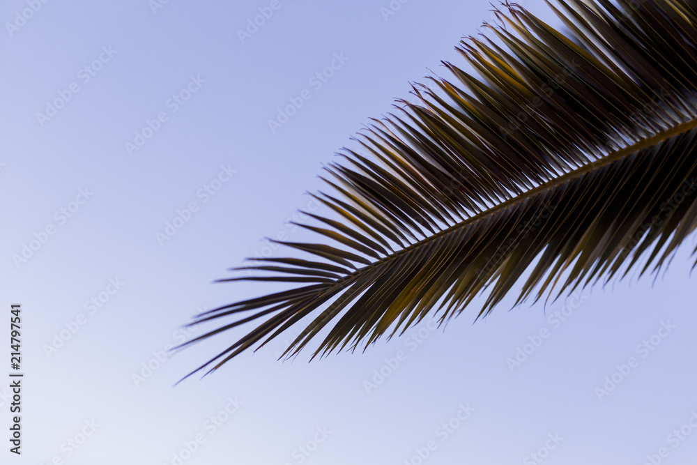 Green palm tree leaves over blue sky background. Green leaves color tone dark in the morning. Nature concept
