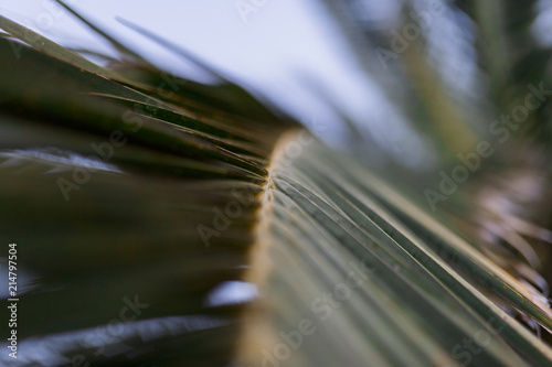 Green palm tree leaves over blue sky background. Green leaves color tone dark in the morning. Nature concept