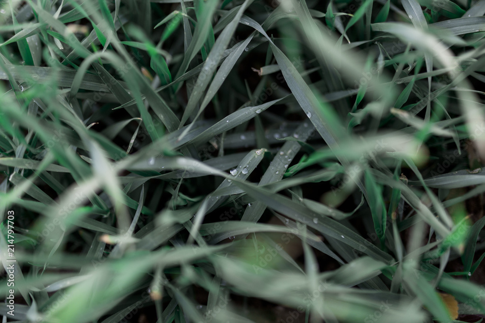 Close up of fresh thick grass with water drops in the early morning. Nature concept Close up of fresh thick grass with water drops in the early morning. Nature concept