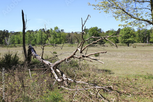 Morscher, abgestorbener Baum auf einer Wiese in den Sand Dünen von Sandweier, Baden-Baden photo