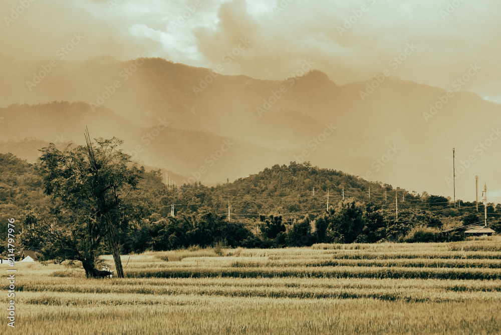 Rice field with mountain in the back with sepia color