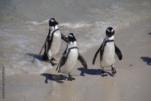 Pinguin - Spheniscus demersus - Boulders Beach South Africa