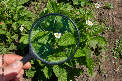 The gardener or farmer is studying the leaves of strawberries in the garden with the help of a magnifying glass. The concept of plant growing and plant diseases.
