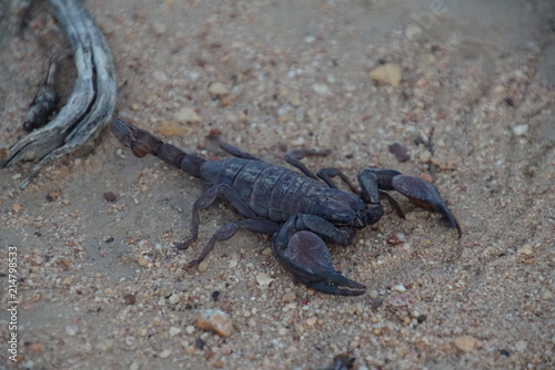 Scorpion  © Daniel