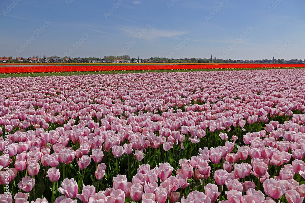 Beautiful view of pink and red tulip fields near a village in Dutch countryside.