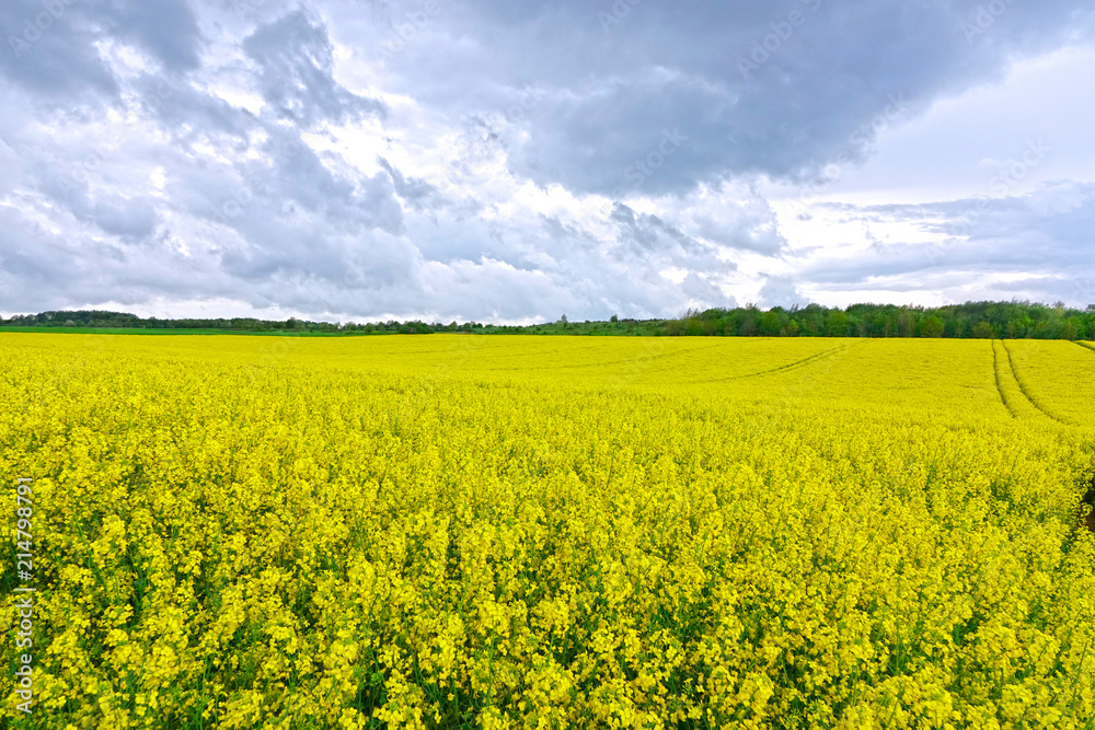 Vibrant yellow blossoms cover the vast landscape near a Dutch rapeseed oil farm. Vibrant yellow blossoms cover the vast landscape near a Dutch rapeseed oil farm.