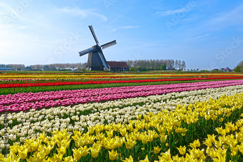 Beautiful shot of lonely windmill in the middle of an endless field of tulips.