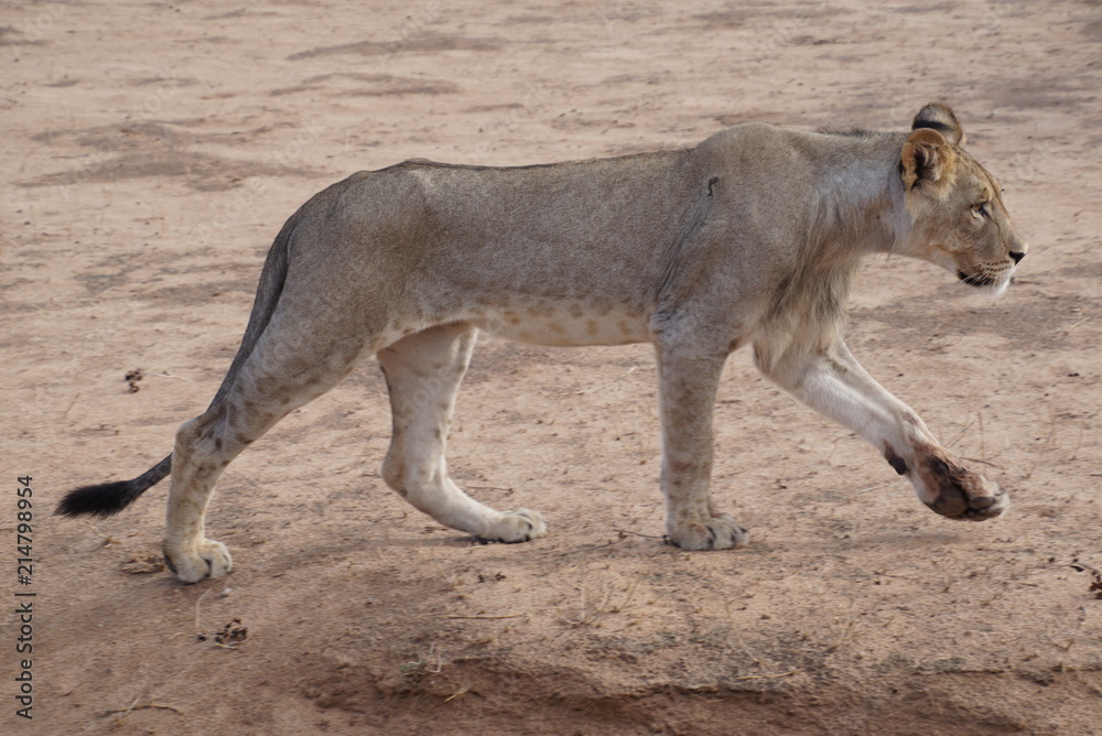 Lions - Kalahari - Kgalagadi Transfrontier Park Lions - Kalahari - Kgalagadi Transfrontier Park