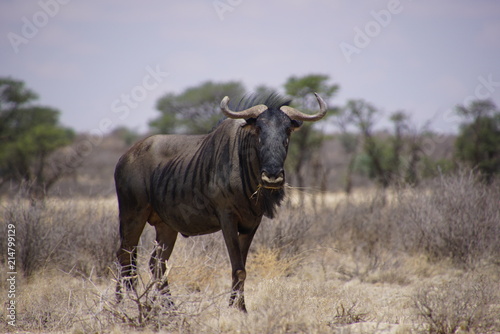 Fototapeta Naklejka Na Ścianę i Meble -  Wildebeest - Connochaetes - Kalahari - South Africa, Botsuana