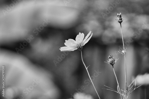 flower in front of other flower in background,  flower among tree, flower with blur background, black and white