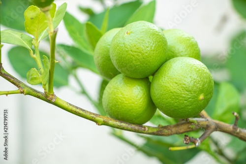 Wallpaper Mural Green lemons planted in pots The back garden is non-toxic. Torontodigital.ca