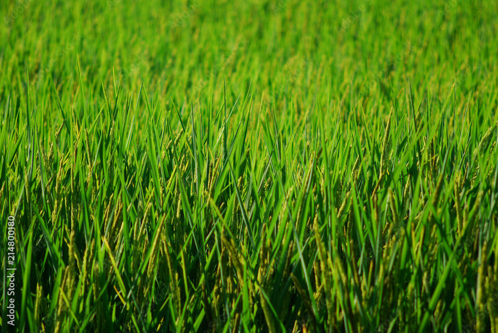 Rice field as a background, green rice field Rice field as a background, green rice field