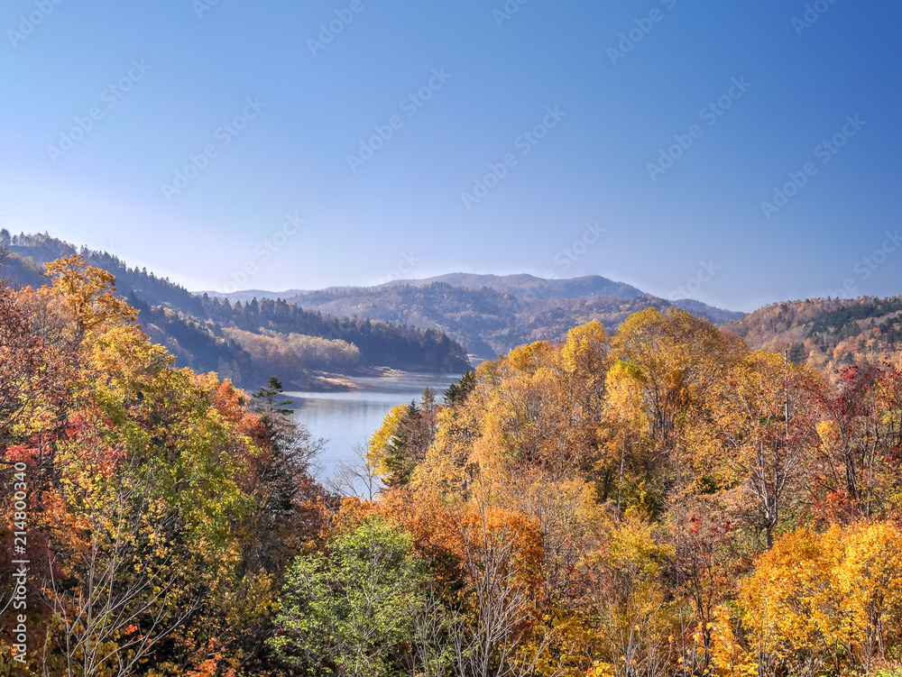 Maple Forest in Lake Katsurazawa in fall season, Hokkaido, Japan.