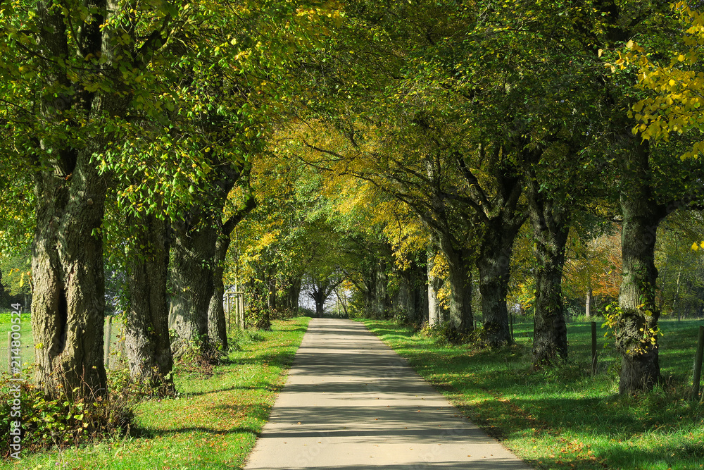 Lindenallee auf der Schwaebischen Alb