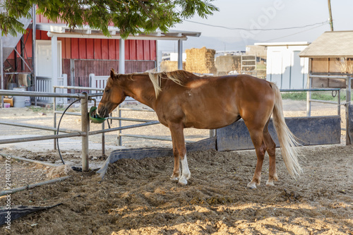 Chestnut blond horse with white marks drinking from green drinking device in farm dirt inclosure with hay and red barn on background under a tree