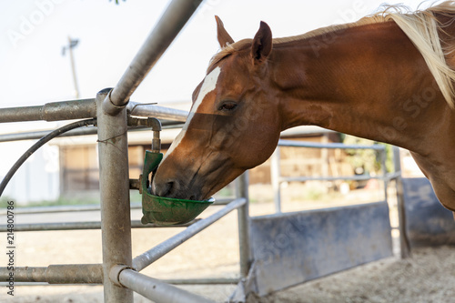 Chestnut blond horse with white marks drinking from green drinking device in farm dirt inclosure closeup