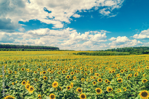 Sunflower field with beautiful sky, aerial view