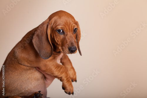 cute puppy Dachshund red in the Studio on a light background © serova_ekaterina
